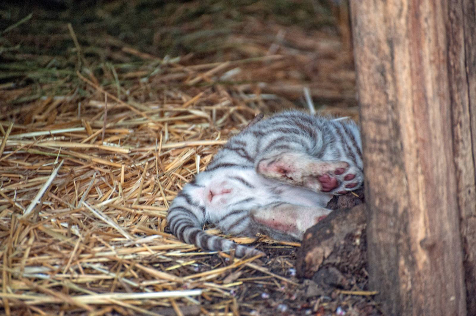 В Кишиневском зоопарке показали первые фото недавно родившихся тигрят