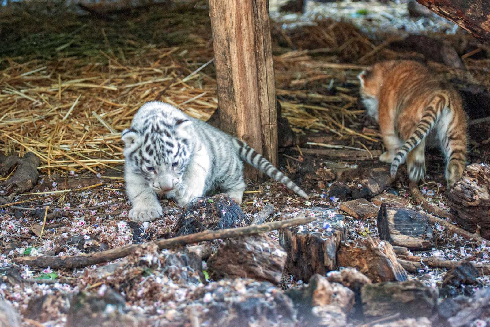 В Кишиневском зоопарке показали первые фото недавно родившихся тигрят