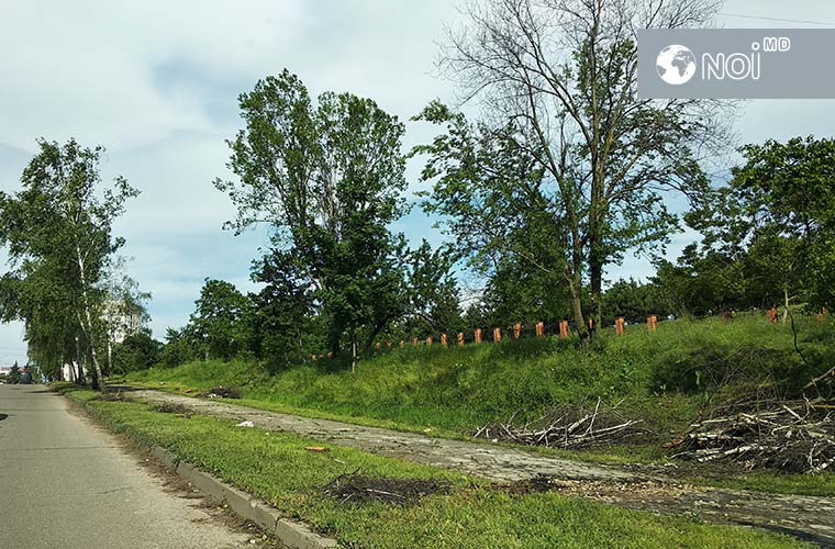В столице опять рубят деревья: сейчас – на улице Студенческой