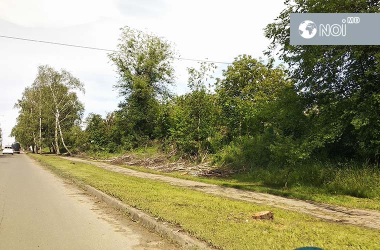 В столице опять рубят деревья: сейчас – на улице Студенческой