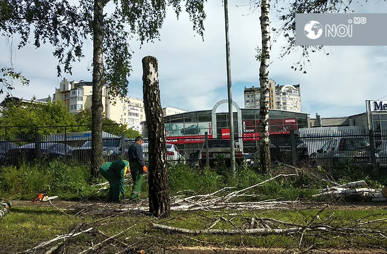 В столице опять рубят деревья: сейчас – на улице Студенческой