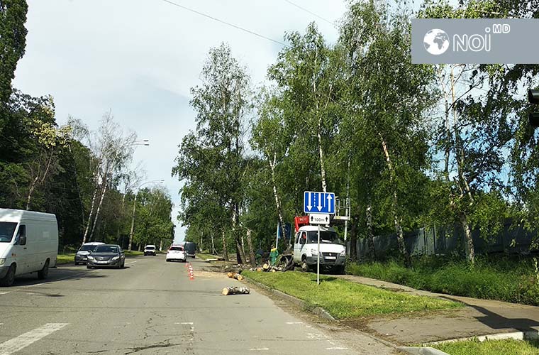 В столице опять рубят деревья: сейчас – на улице Студенческой