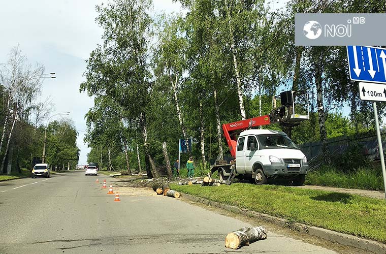 В столице опять рубят деревья: сейчас – на улице Студенческой