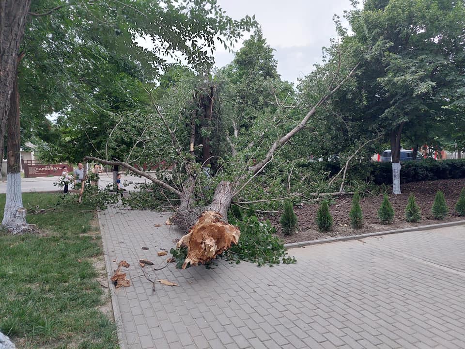 Непогода в Молдове: поваленные деревья, пыльная буря и обрыв линий электропередач (Видео)
