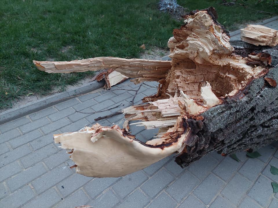 Непогода в Молдове: поваленные деревья, пыльная буря и обрыв линий электропередач (Видео)