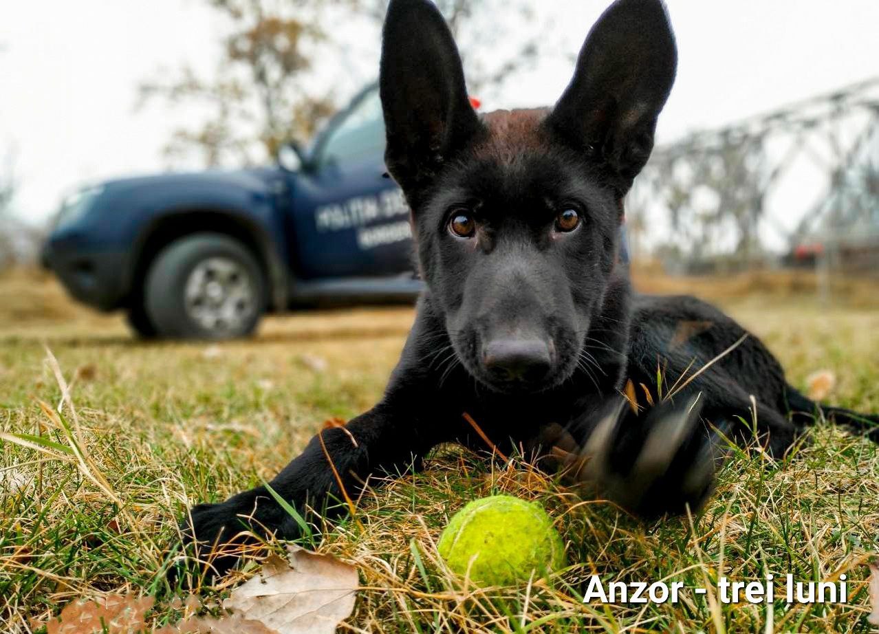У погранполиции кишиневского аэропорта новый лохматый сотрудник (Фото)